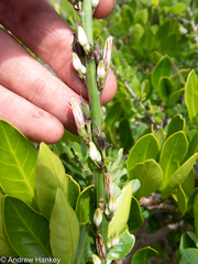 Chlorophytum bowkeri
