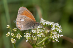 Coenonympha glycerion