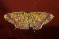 Eumelea ludovicata