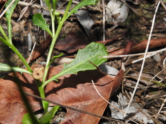 Sphaeromorphaea australis