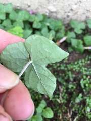 Ipomoea cordatotriloba