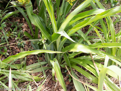 Chlorophytum bowkeri