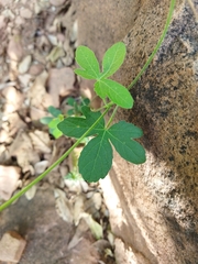 Dalechampia capensis