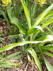 Chlorophytum bowkeri