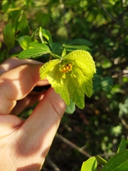 Dalechampia capensis