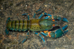 Euastacus valentulus