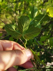 Dalechampia capensis