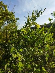 Dalechampia capensis