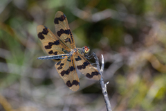 Rhyothemis graphiptera