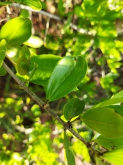 Strychnos madagascariensis