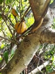 Strychnos madagascariensis