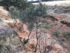 Allocasuarina verticillata