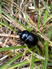 Geotrupidae