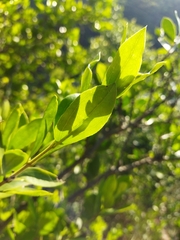 Strychnos madagascariensis