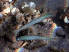 Ptereleotris microlepis