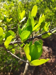 Strychnos madagascariensis