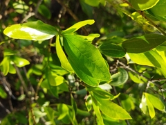 Strychnos madagascariensis