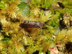 Annulipalpia