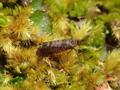 Annulipalpia