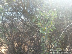 Gloveria integrifolia