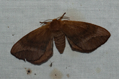 Stenoglene obtusa