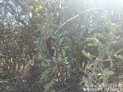 Gloveria integrifolia