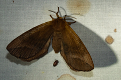 Stenoglene obtusa