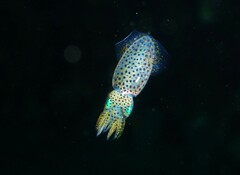 Sepioteuthis australis