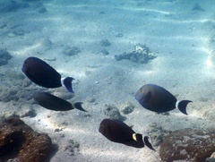 Acanthurus blochii