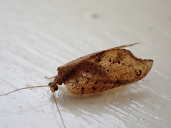 Drepanacra binocula