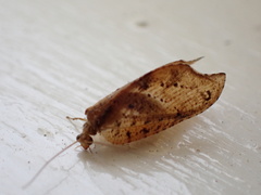 Drepanacra binocula