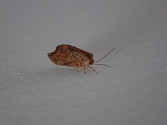 Drepanacra binocula