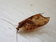Drepanacra binocula