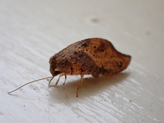 Drepanacra binocula