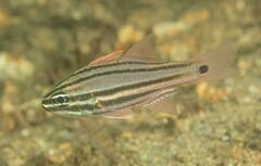 Ostorhinchus limenus