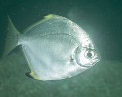 Monodactylus argenteus