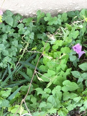 Ipomoea cordatotriloba