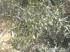 Gloveria integrifolia