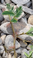 Neptunia oleracea