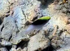 Chrysiptera rollandi