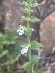 Stachys natalensis