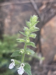 Stachys natalensis