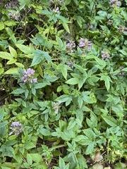 Cedronella canariensis