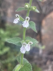 Stachys natalensis