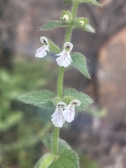 Stachys natalensis