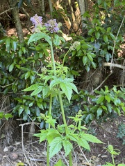 Cedronella canariensis