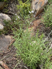 Conostomium natalense