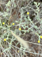 Pentzia incana