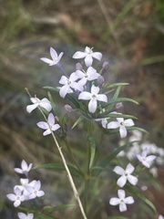 Conostomium natalense