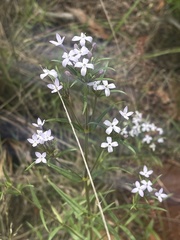 Conostomium natalense